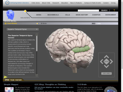 Thumbnail for Superior Temporal Gyrus resource