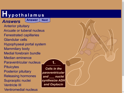 Thumbnail for HyperBrain: Pathway Quiz 15 - Hypothalamus resource