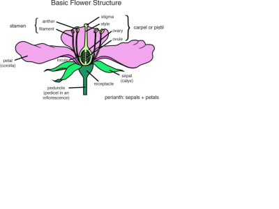 Thumbnail for Basic Flower Structure resource