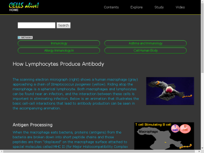 Thumbnail for How Lymphocytes Produce Antibody resource