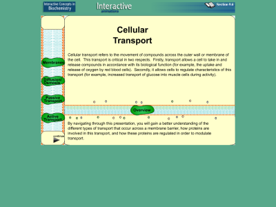 Thumbnail for Interactive Animations: Cellular Transport resource