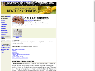Thumbnail for Cellar Spiders resource