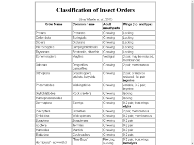 Thumbnail for Phylogenetic List of Insect Orders resource