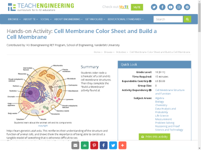 Thumbnail for Cell Membrane Color Sheet and Build a Cell Membrane resource