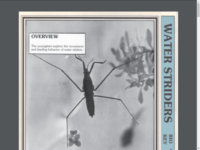 Thumbnail for Water Striders resource