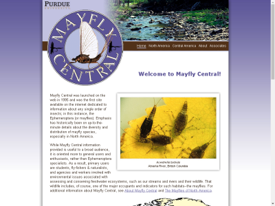 Thumbnail for The Mayflies of North America resource
