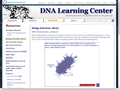 Thumbnail for DNA Transformation, Continued resource