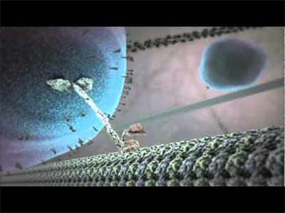 Thumbnail for The Inner Life of the Cell resource